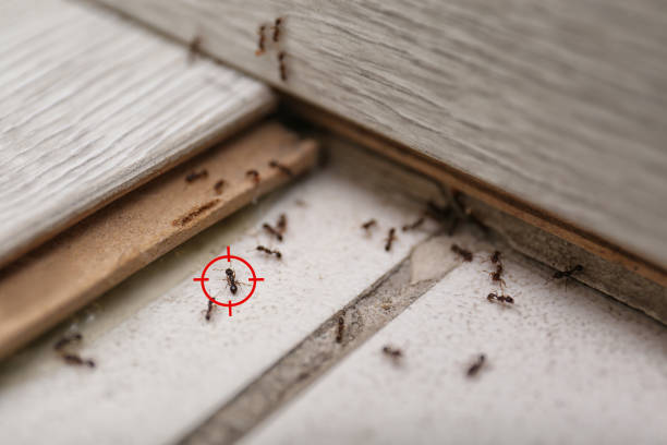 Best Insect Control  in Slaton, TX