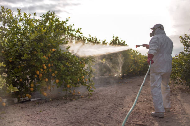Best Termite Control Services  in Slaton, TX