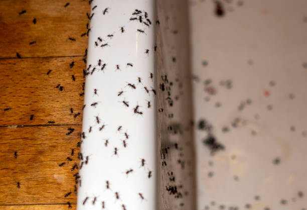 Best Residential Pest Control  in Slaton, TX